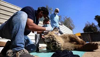 مساعدة ما تبقى من الحيوانات في حديقة حيوانات الموصل