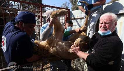 مساعدة ما تبقى من الحيوانات في حديقة حيوانات الموصل