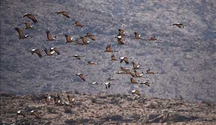 طيور الكركي المهاجرة الى البحر في محافظة فارس الايرانية