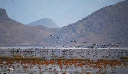 طيور الكركي المهاجرة الى البحر في محافظة فارس الايرانية