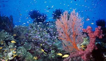 بالصور..الجزر المرجانية الأسترالية