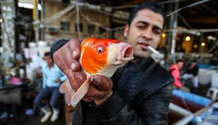 السمك الأحمر ضيف عيد النيروز