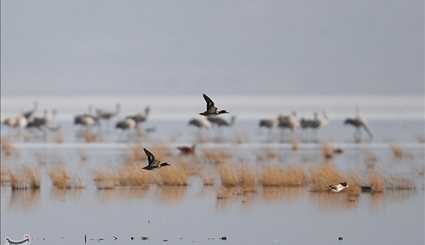 Wetlands South of Iran, A Stopover for Migrating Cranes
