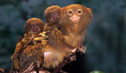 بالصور..قرد القشة الأميركي القزم ،أصغر أنواع القرود المعروفة في العالم