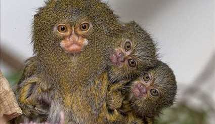 بالصور..قرد القشة الأميركي القزم ،أصغر أنواع القرود المعروفة في العالم