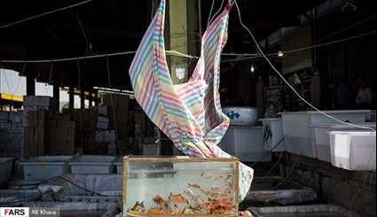 بالصور.. سوق بيع أسماك الزينة يزدهر في ايران عشية عيد النوروز