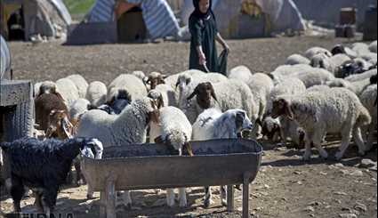 Nomads in western Iran