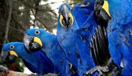 الببغاء الأزرق في أمريكا الجنوبية