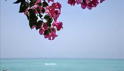 بهار در جزیره کیش | تصاویر