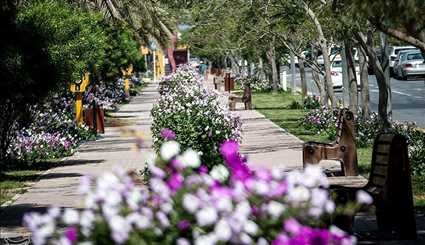 قدوم الربيع في جزيرة كيش الايرانية