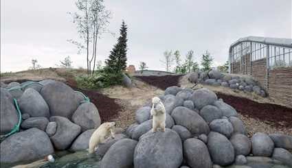 اقامتگاه خرس های قطبی در باغ وحش‎