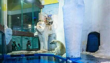 اقامتگاه خرس های قطبی در باغ وحش‎