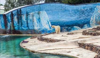 اقامة الدببة القطبية في حديقة الحيوانات