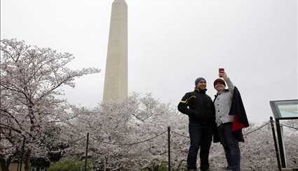 زهور اشجار الكرز في واشنطن
