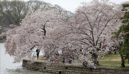 Cherry blossoms in bloom