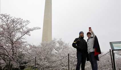 Cherry blossoms in bloom