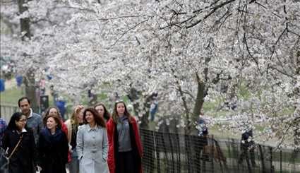 Cherry blossoms in bloom