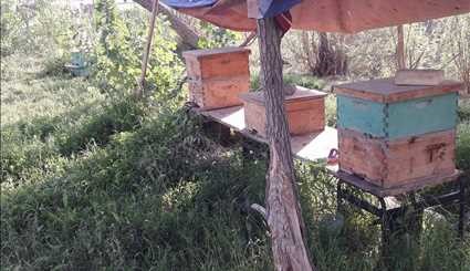 بالصور .. مزارع النحل في بابل