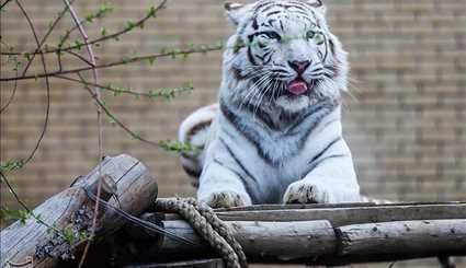 Iran's Beauties in Photos Tehran Zoological Garden