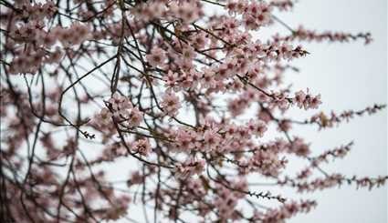 Spring blossoms in Qazvin