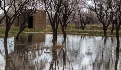 Spring blossoms in Qazvin