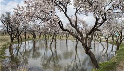 Spring blossoms in Qazvin