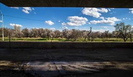 Spring blossoms in Qazvin