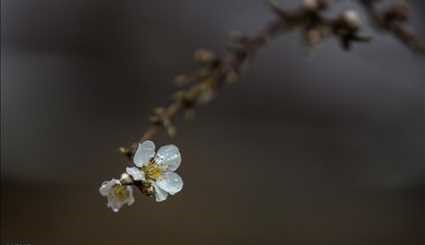 Spring blossoms in Qazvin