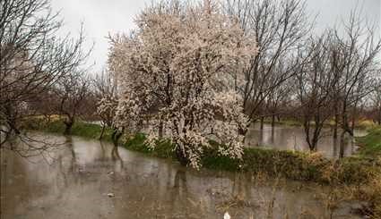 Spring blossoms in Qazvin