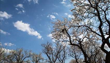 Spring blossoms in Qazvin