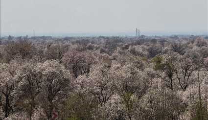 Spring blossoms in Qazvin