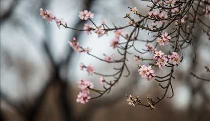 Spring blossoms in Qazvin