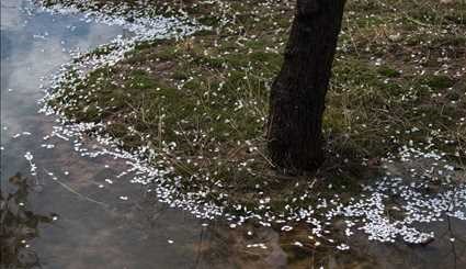 Spring blossoms in Qazvin