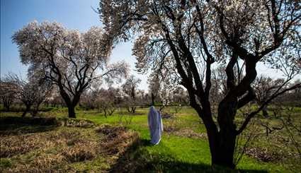 Spring blossoms in Qazvin