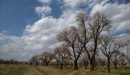 Spring blossoms in Qazvin