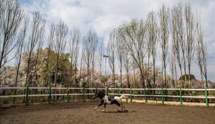 Spring blossoms in Qazvin