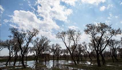 Spring blossoms in Qazvin