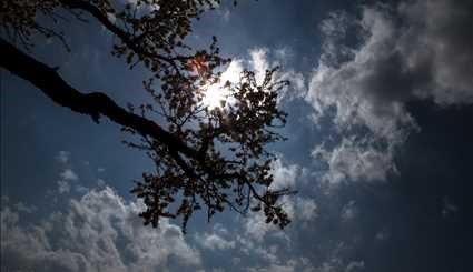 Spring blossoms in Qazvin