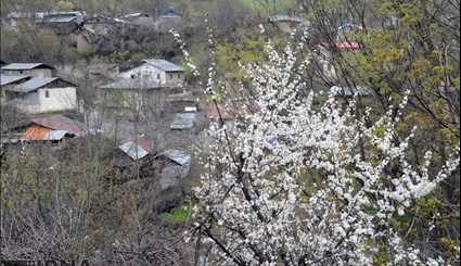 Spring Blossoms in Gilan Province
