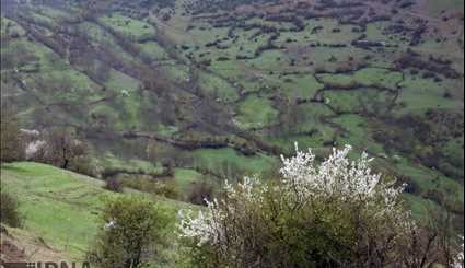Spring Blossoms in Gilan Province