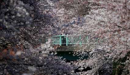 Cherry blossoms of Japan