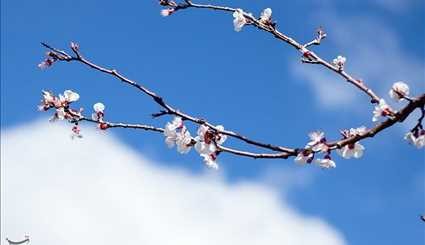طبيعة الربيع في اردبيل الايرانية