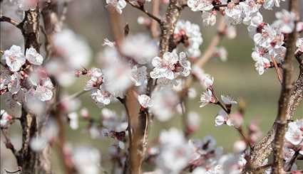 طبيعة الربيع في اردبيل الايرانية