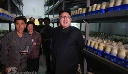 كين جونغ اون في معمل لصناعة الفطر