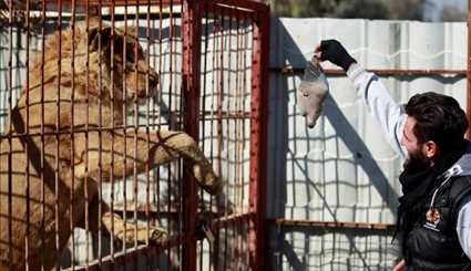 Mosul's lion and bear saved