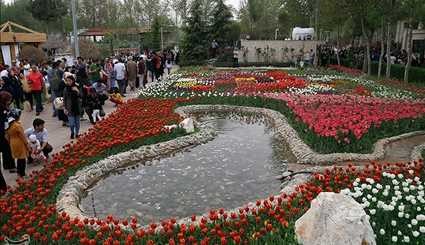 مهرجان سنوي لزهور التوليب في مدينة كرج غرب طهران