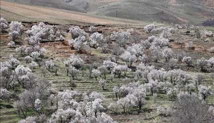 طبيعة الربيع في محافظة همدان