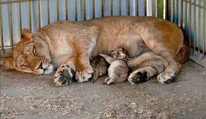 ولادة ثلاث اشبال للاسد الافريقي في حديقة حيوان بمدينة بابلسر الايرانية