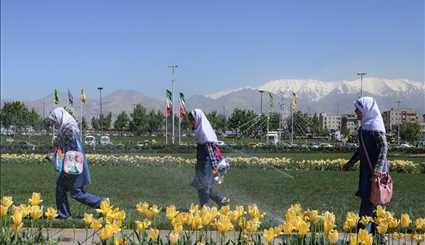 Spring of tulips in Tehran