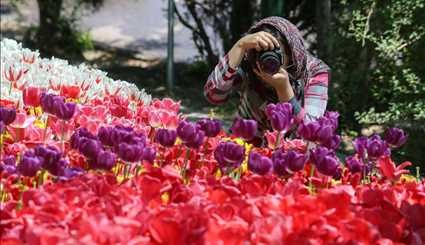 Spring of tulips in Tehran